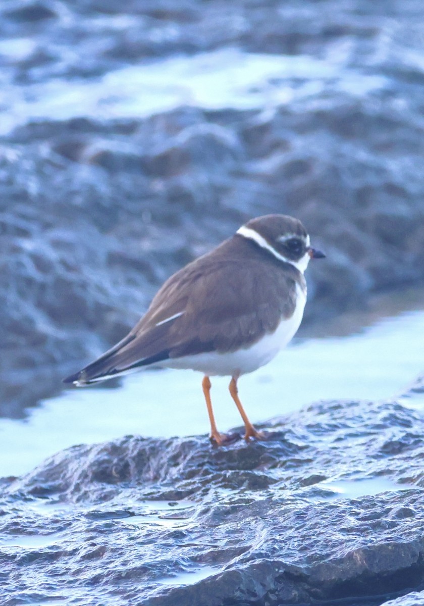 ミズカキチドリ - ML646261513