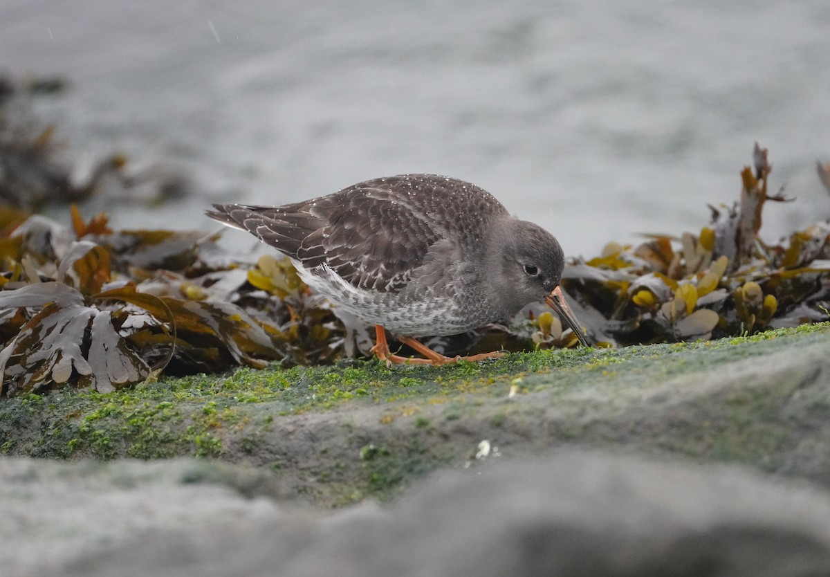 Meerstrandläufer - ML646261516