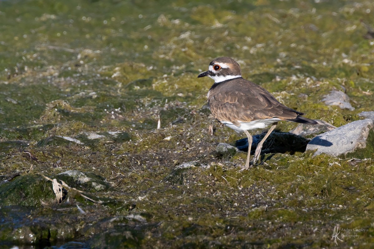 Killdeer - ML646261517