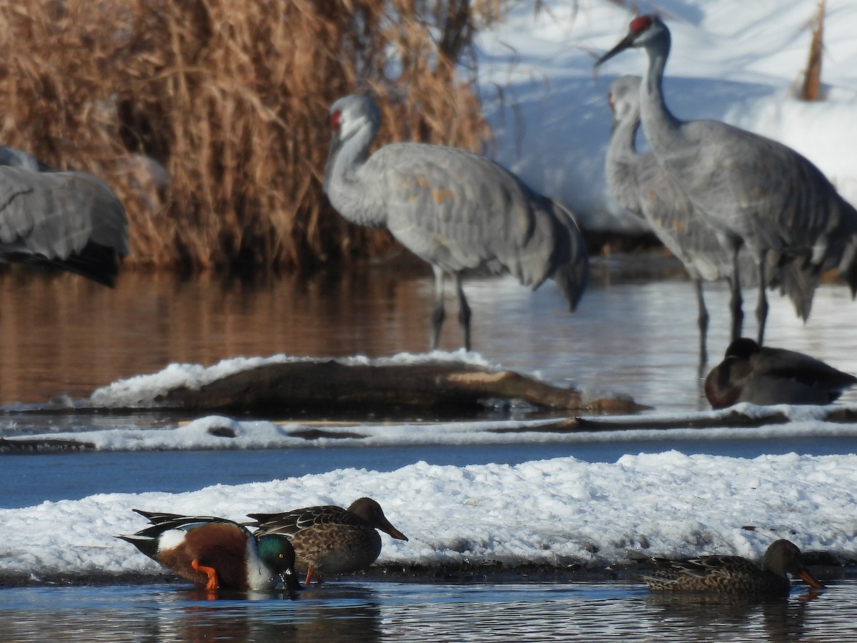 Northern Shoveler - ML646261523