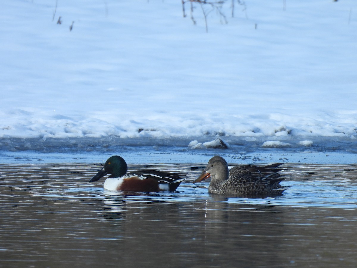 Northern Shoveler - ML646261524