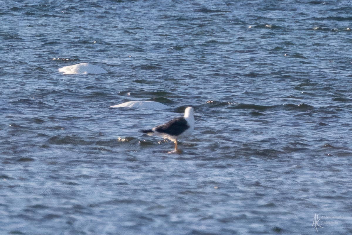Gaviota Sombría - ML646261527