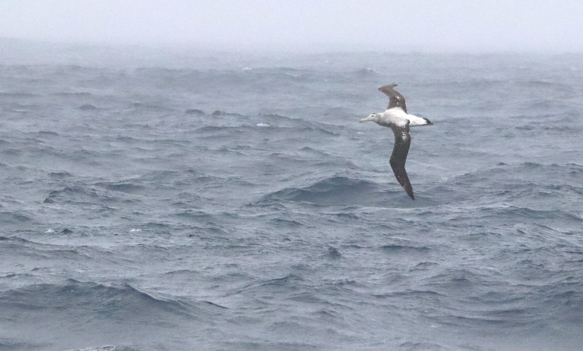 Snowy Albatross - ML646261532
