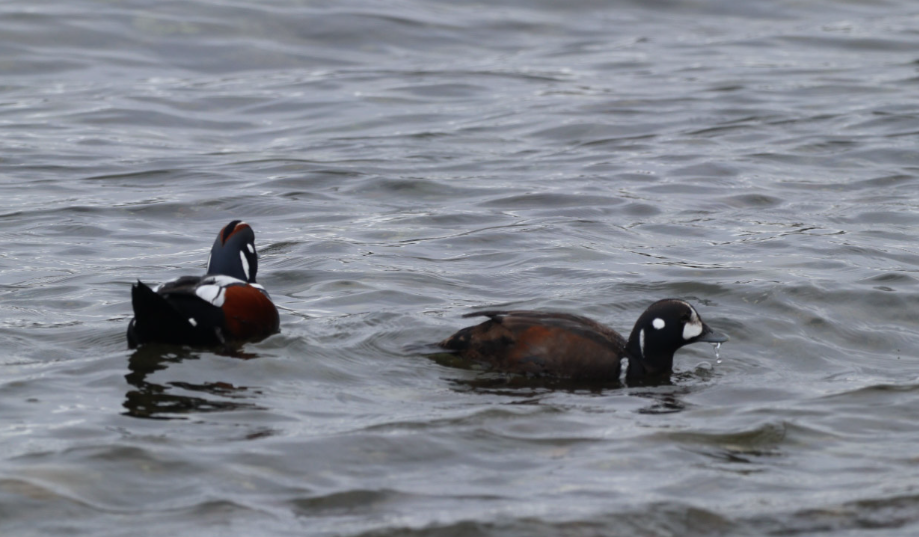 Palyaço Ördeği - ML646261536