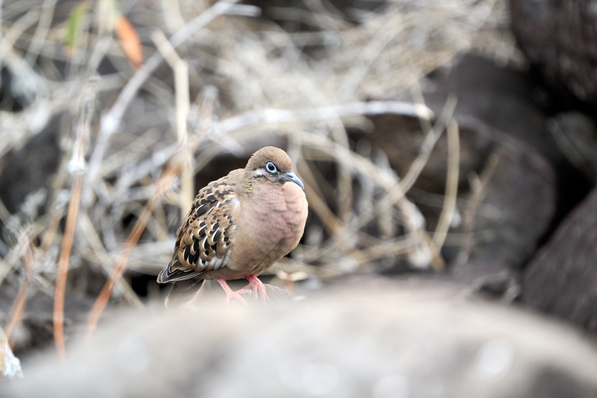 Galapagos Dove - ML646261540