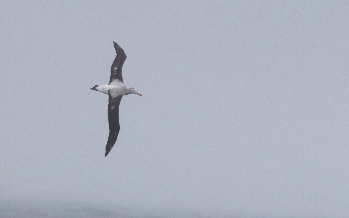 Snowy Albatross - ML646261541