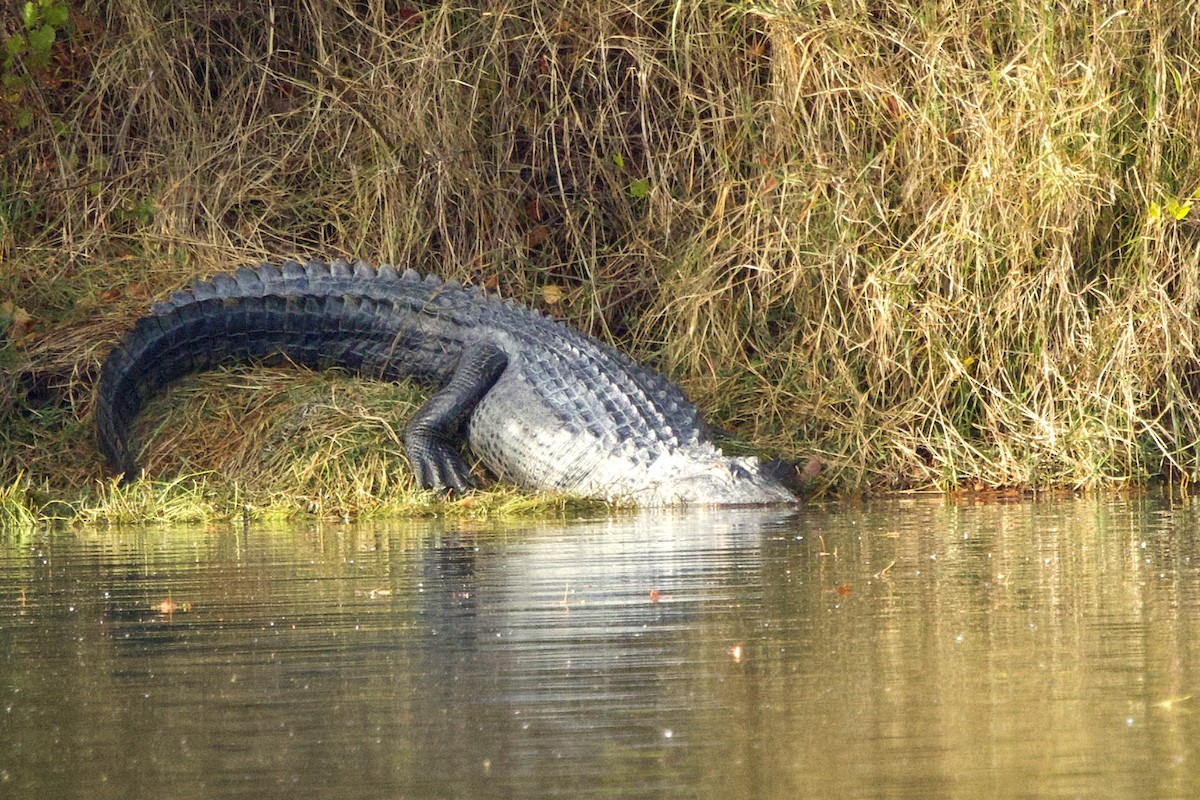 Animals - ML646261542