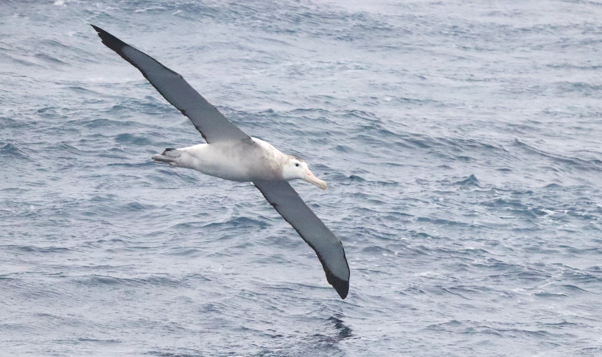 Snowy Albatross - ML646261546