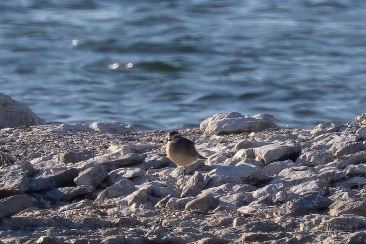 American Golden-Plover - ML646261547
