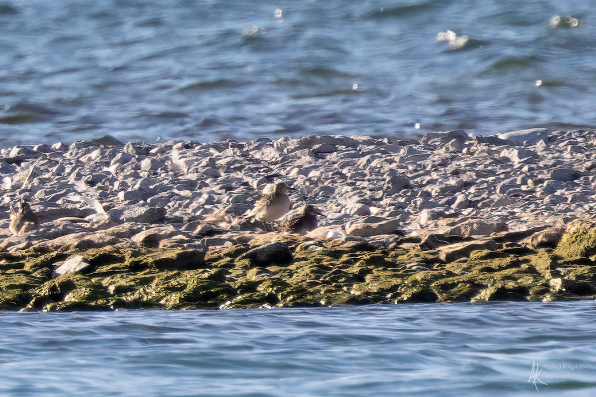 Buff-breasted Sandpiper - ML646261548