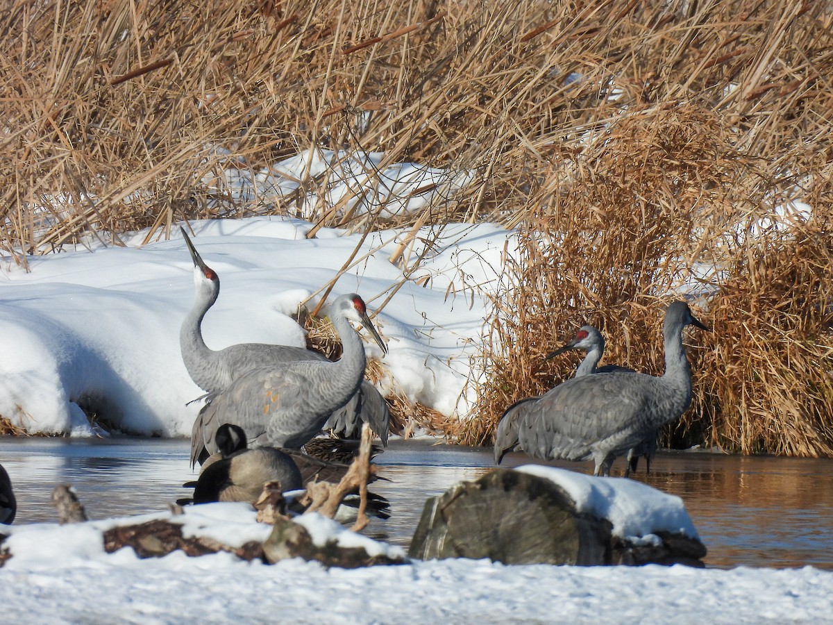 Sandhill Crane - ML646261555