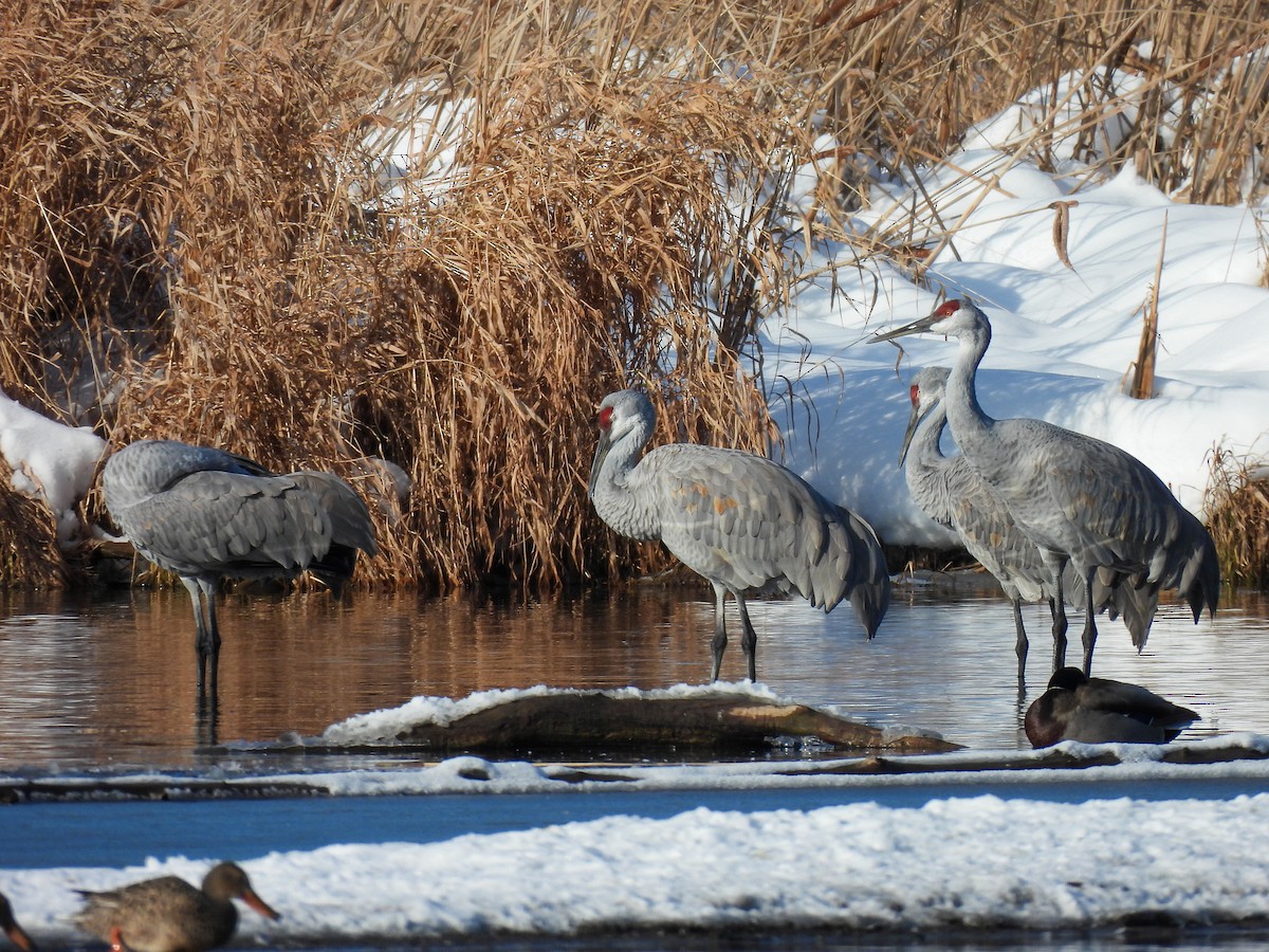 Sandhill Crane - ML646261556