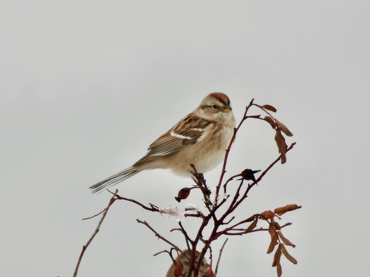 ムナフヒメドリ - ML646261561