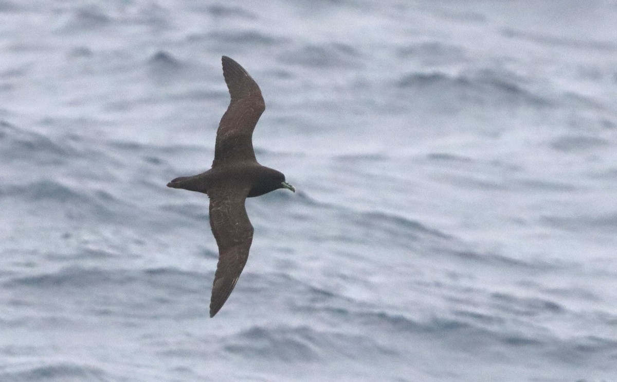 Beyaz Gıdılı Yelkovan - ML646261564