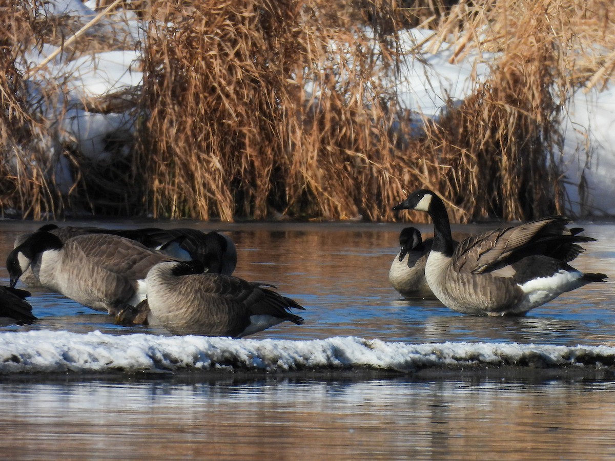 Canada Goose - ML646261565
