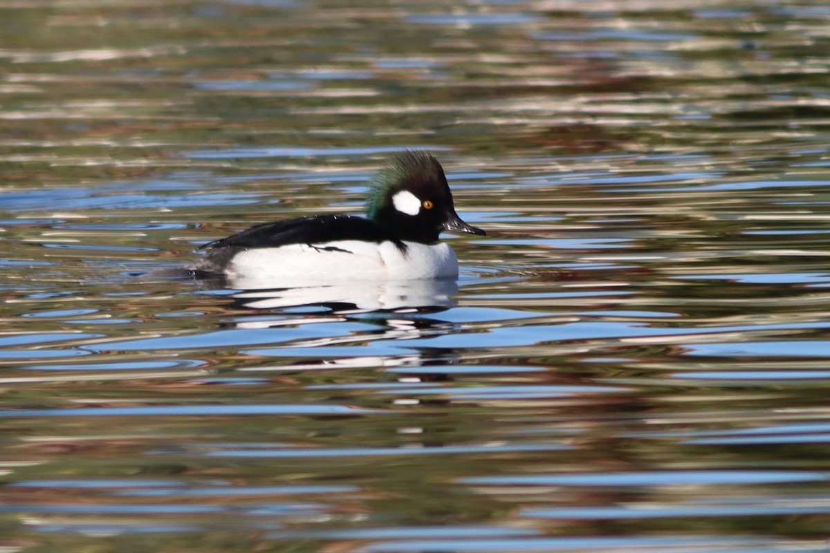 Bufflehead x Hooded Merganser (hybrid) - ML646261572