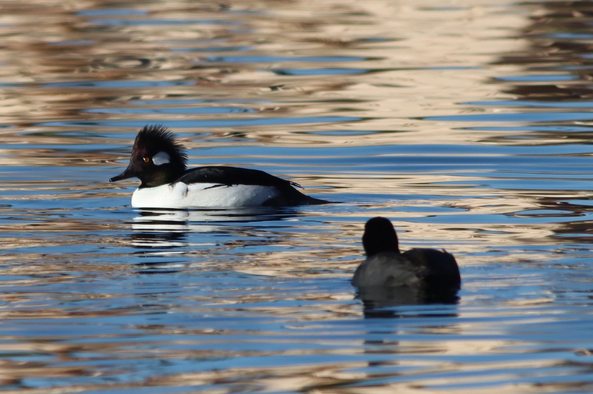 Bufflehead x Hooded Merganser (hybrid) - ML646261574