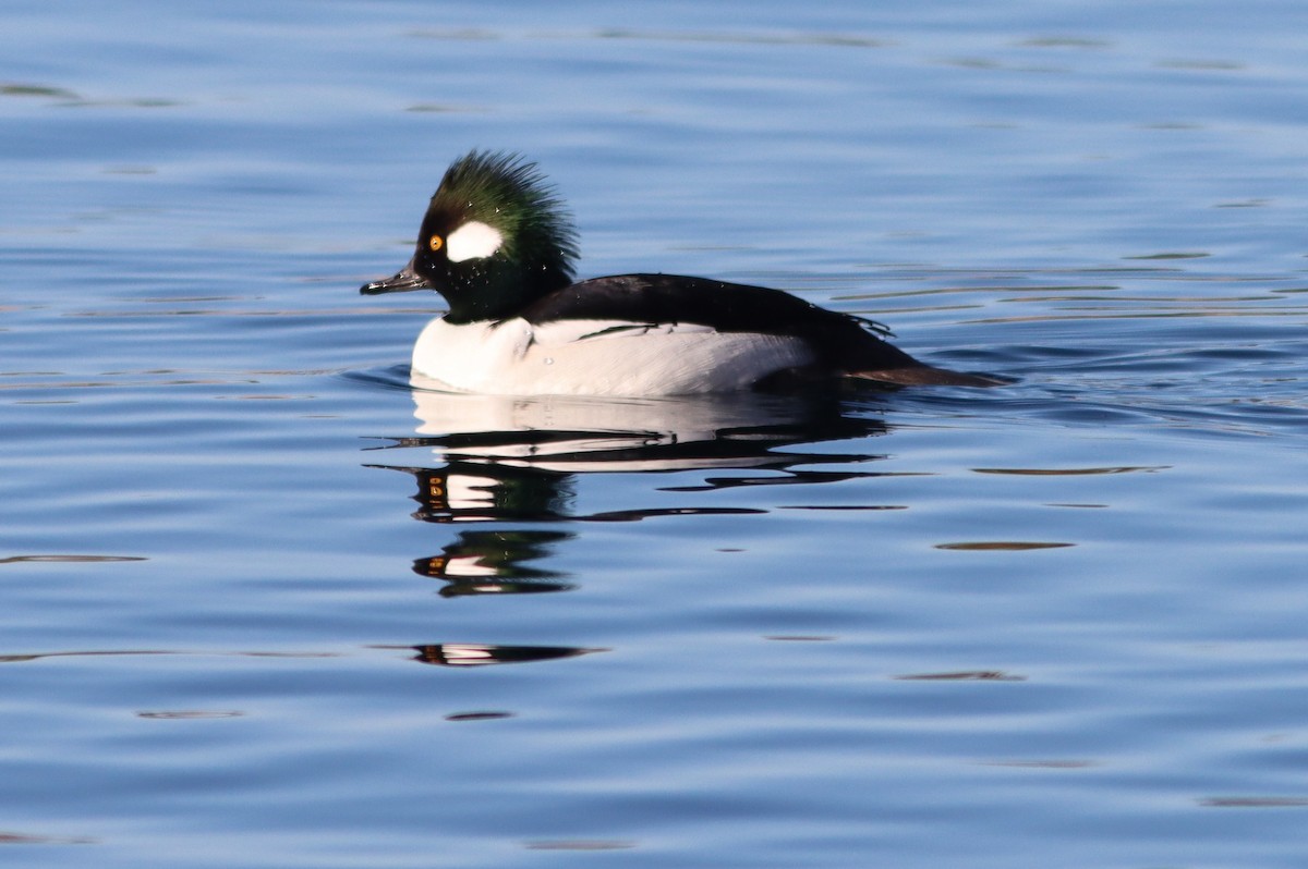 Bufflehead x Hooded Merganser (hybrid) - ML646261575