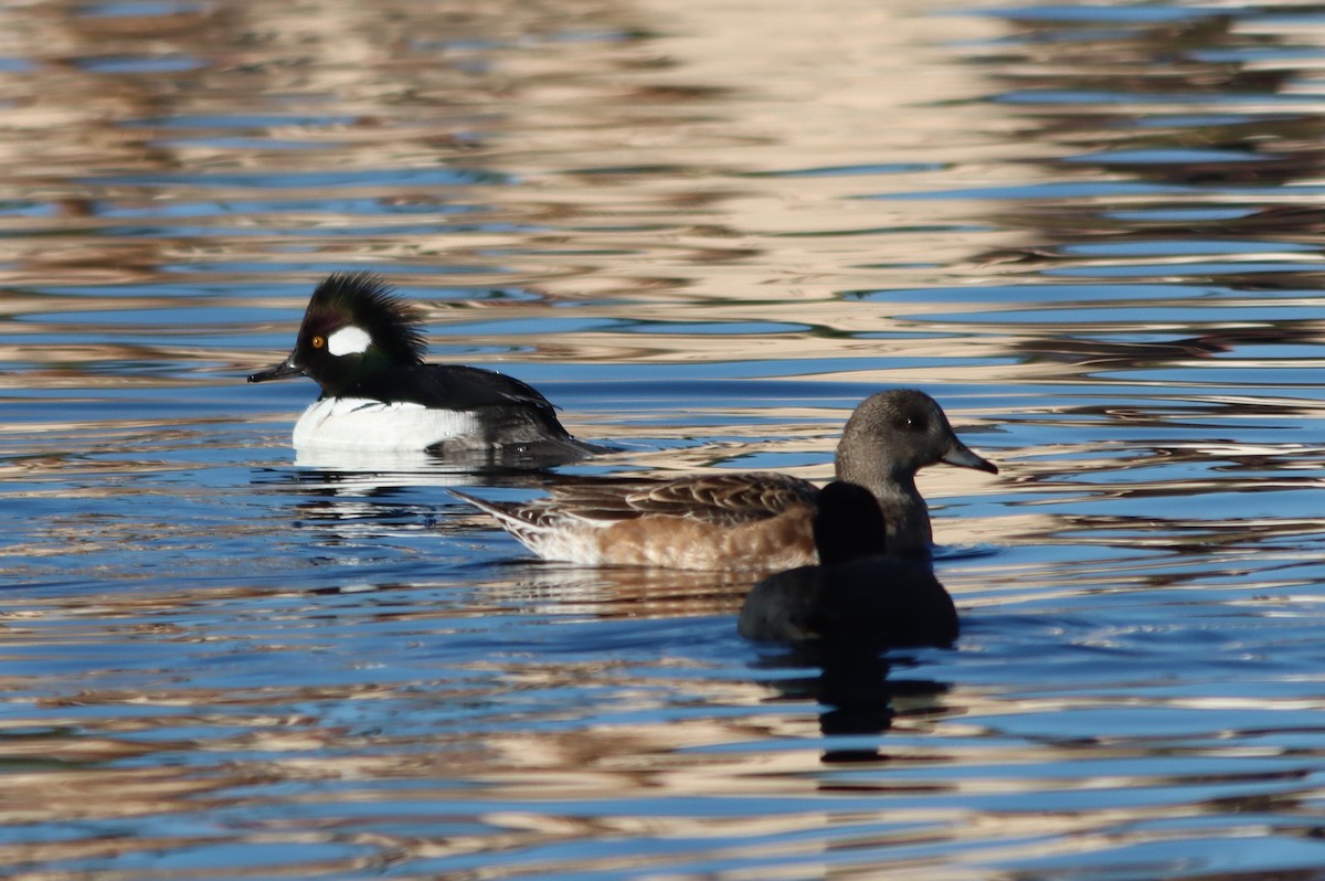 Bufflehead x Hooded Merganser (hybrid) - ML646261576