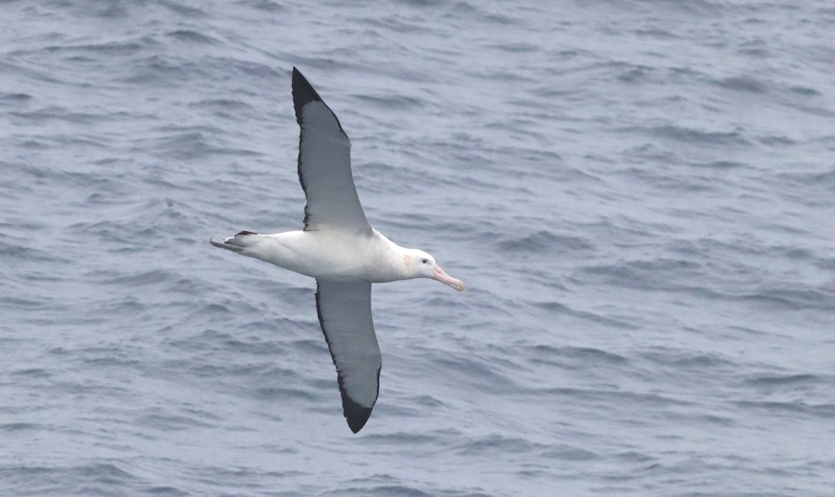 Snowy Albatross - ML646261577