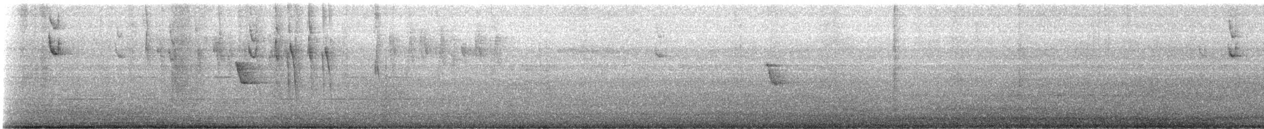 Weißstirn-Spitzschnabel - ML646261578