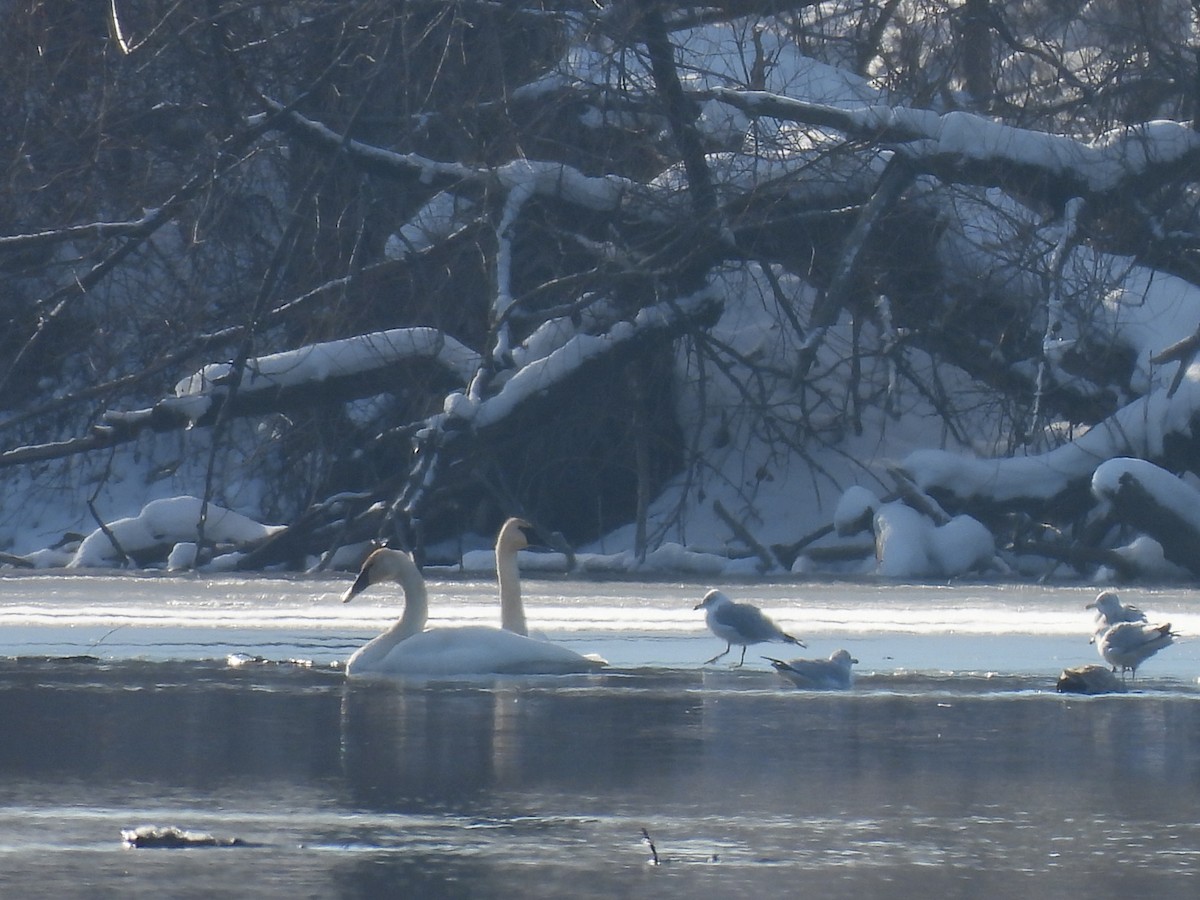 Trumpeter Swan - ML646261579