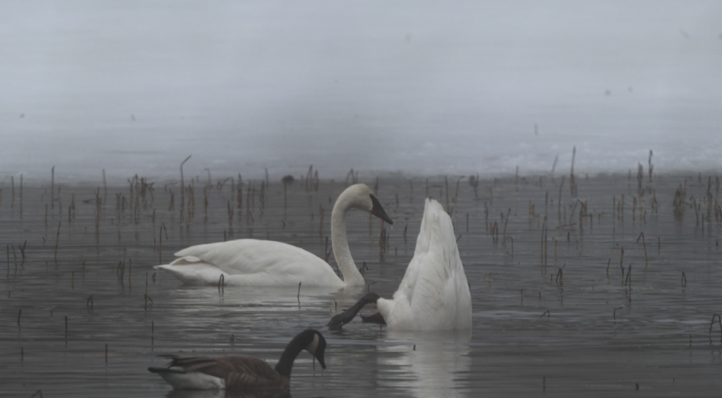 Borazancı Kuğu - ML646261582