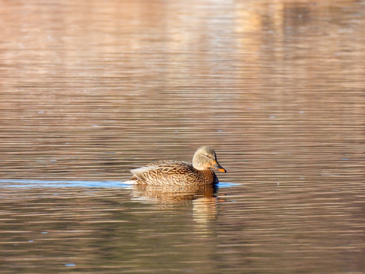 Mallard - ML646261583
