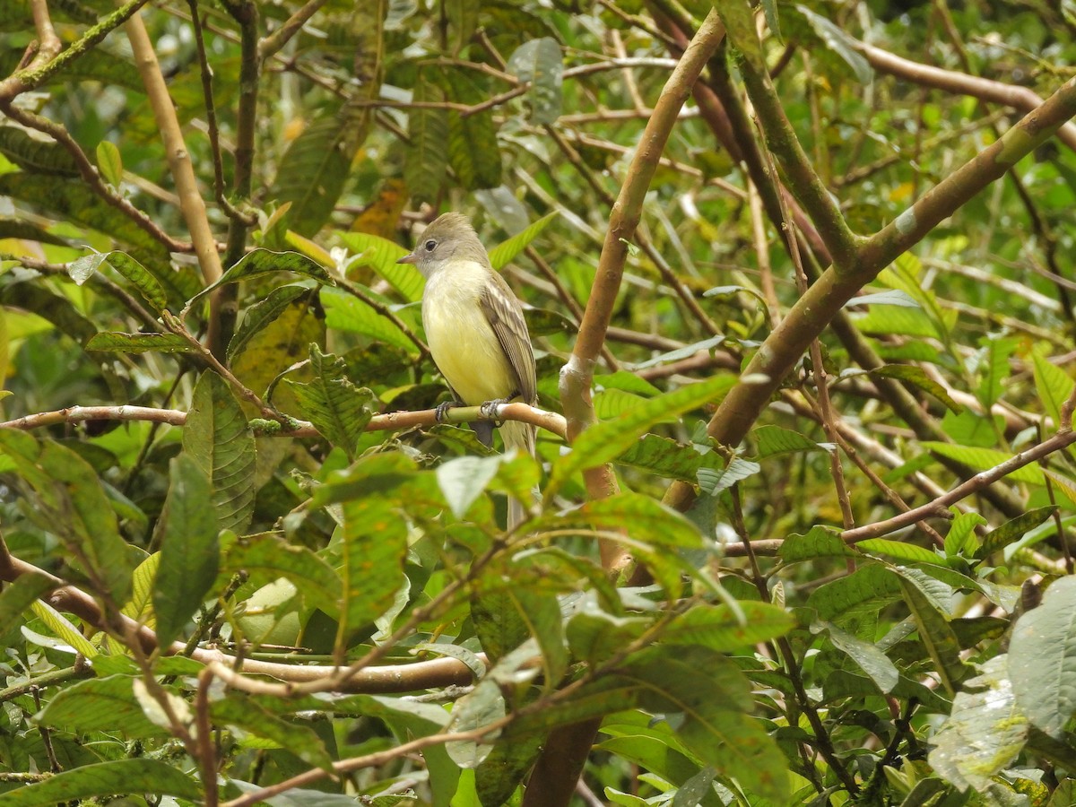 Желтобрюхая эления - ML646261585