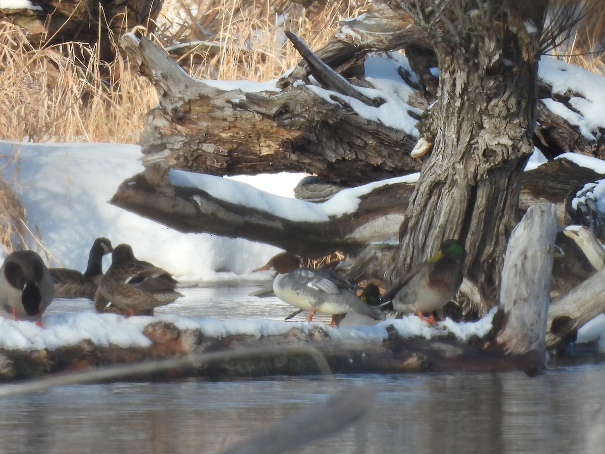 Common Merganser - ML646261590