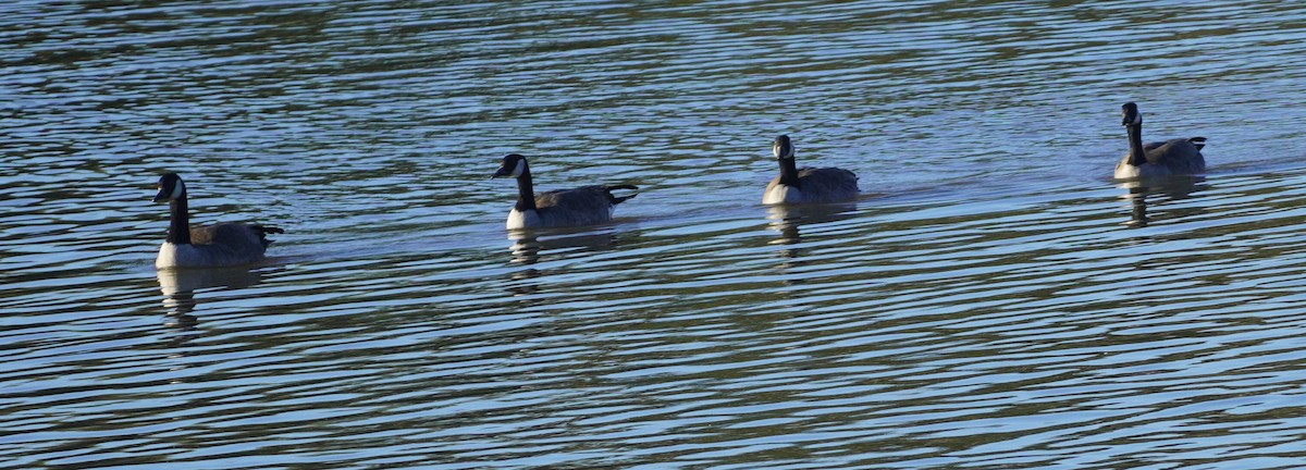 Canada Goose - ML646261591