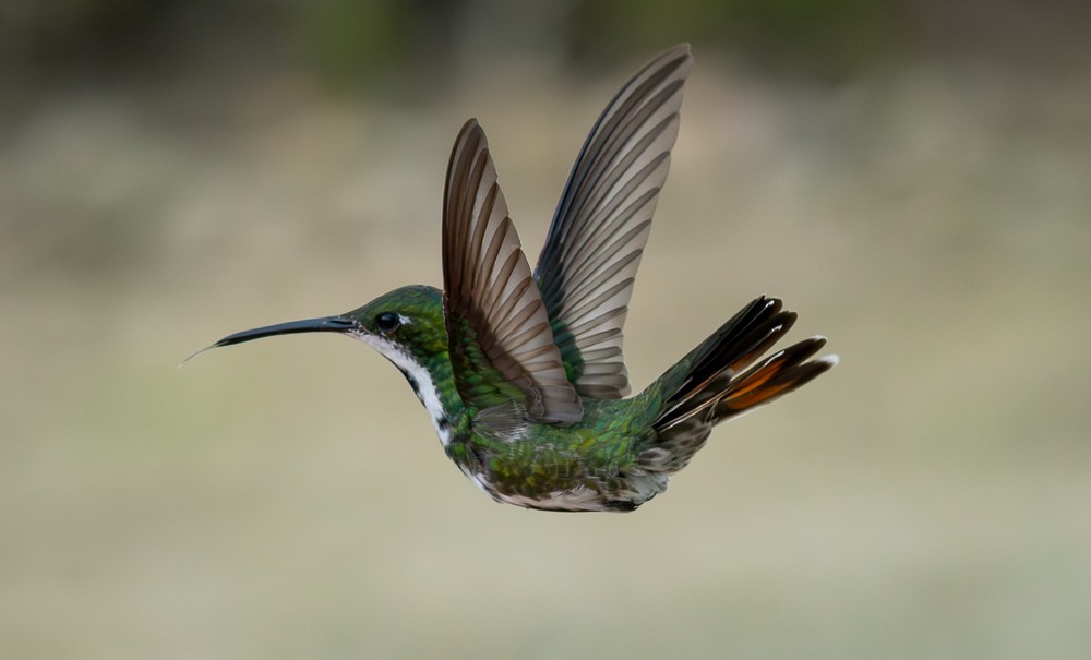 Black-throated Mango - ML646261592