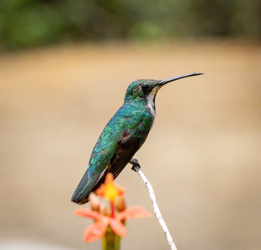 Black-throated Mango - ML646261593