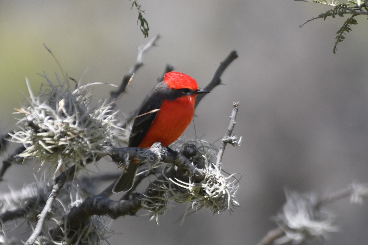 Vermilion Flycatcher - ML646261596