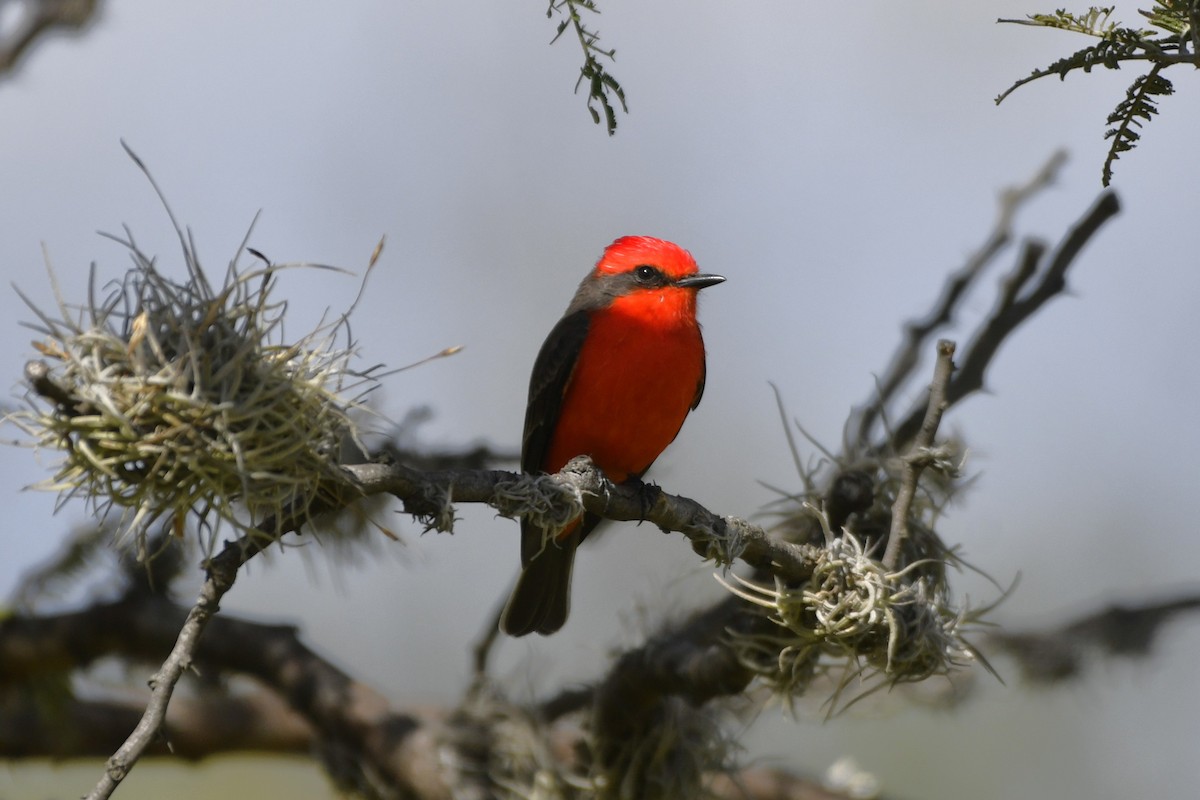 Vermilion Flycatcher - ML646261597