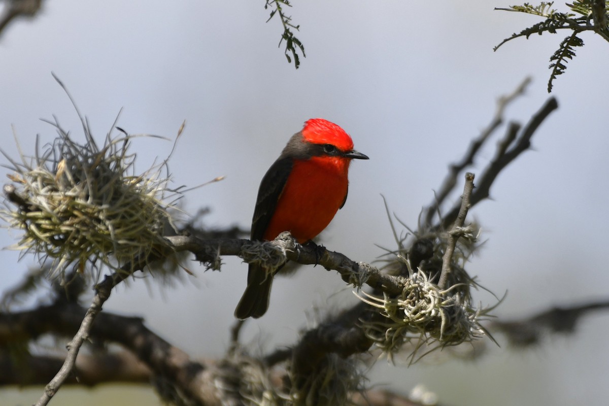 Vermilion Flycatcher - ML646261598