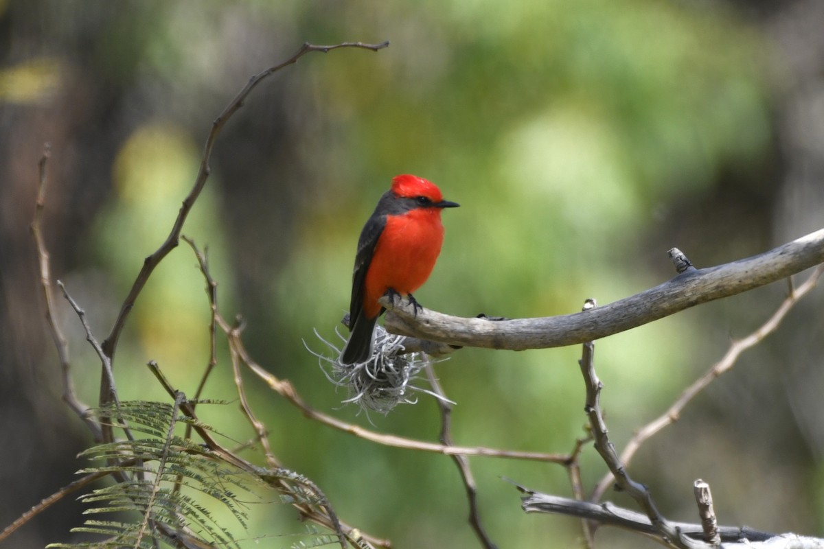 Vermilion Flycatcher - ML646261599