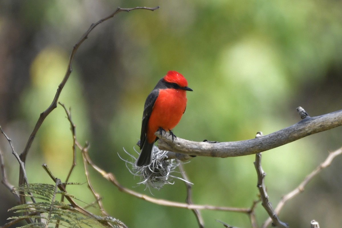 Vermilion Flycatcher - ML646261600