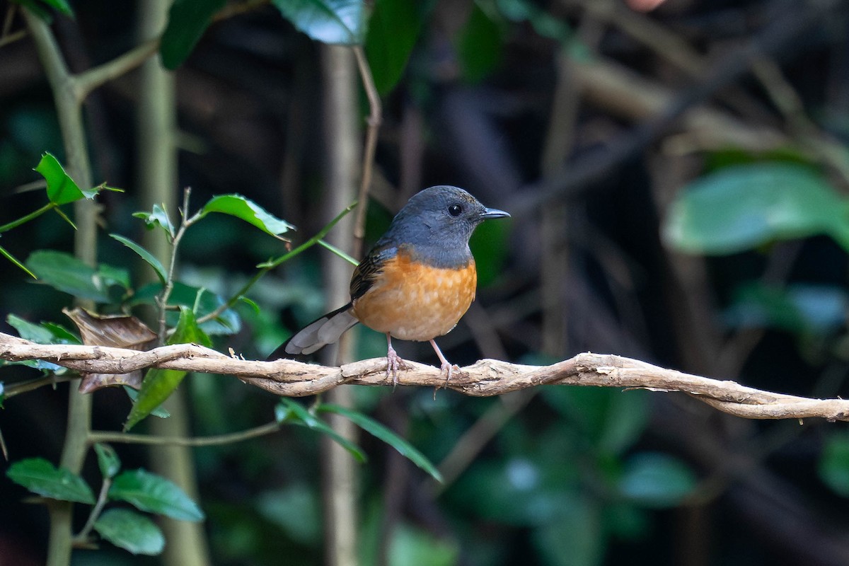 White-rumped Shama - ML646261601