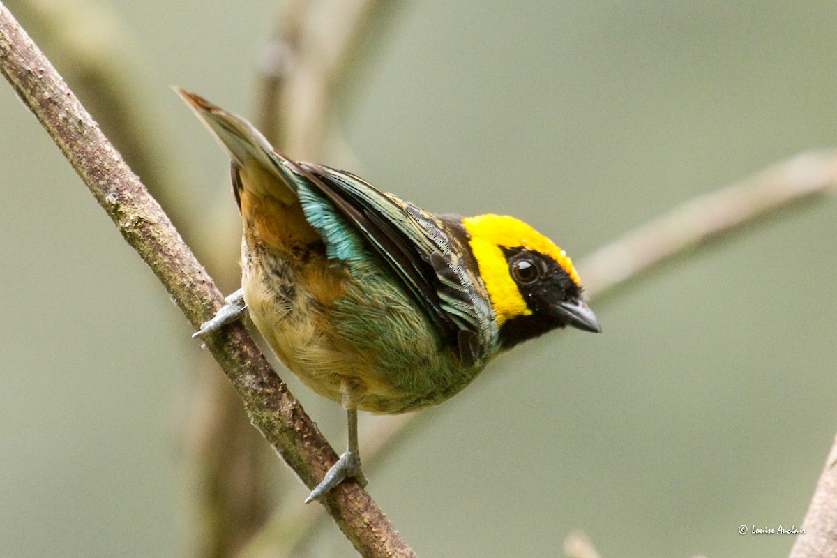Saffron-crowned Tanager - ML646261602