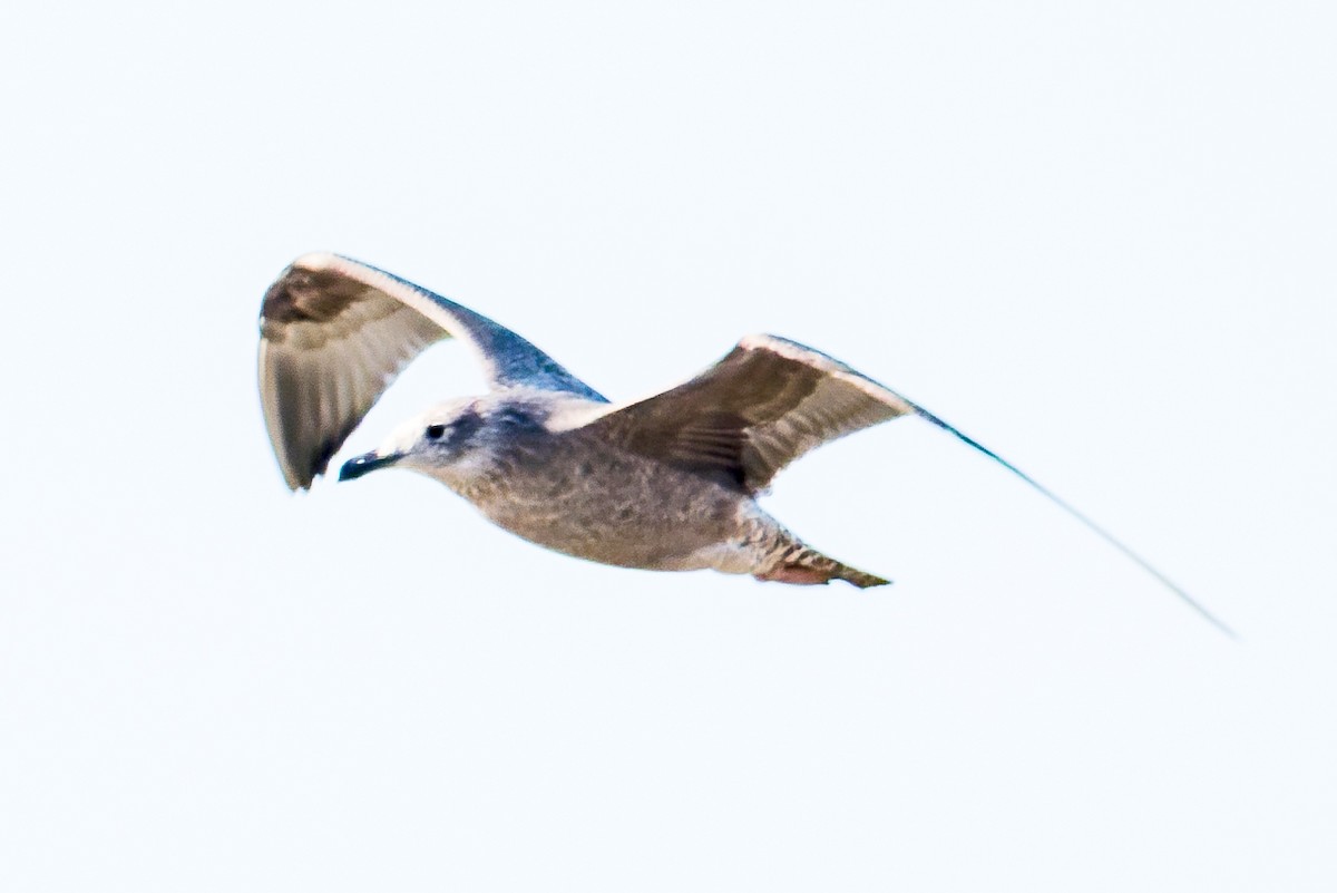 American Herring Gull - ML646261603