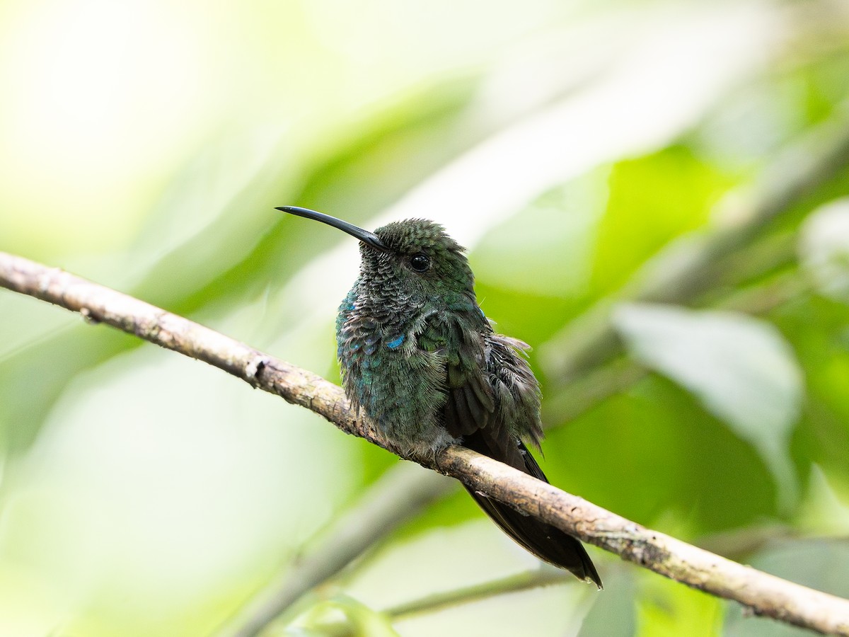 White-vented Plumeleteer - ML646261604