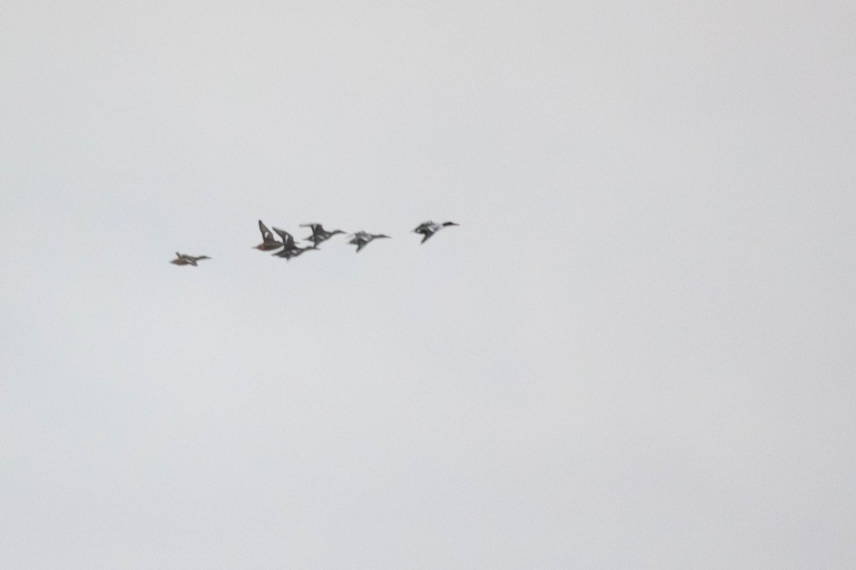 Northern Shoveler - ML646261605