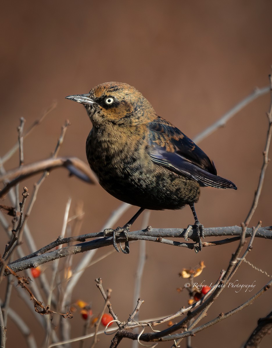 Rusty Blackbird - ML646261607