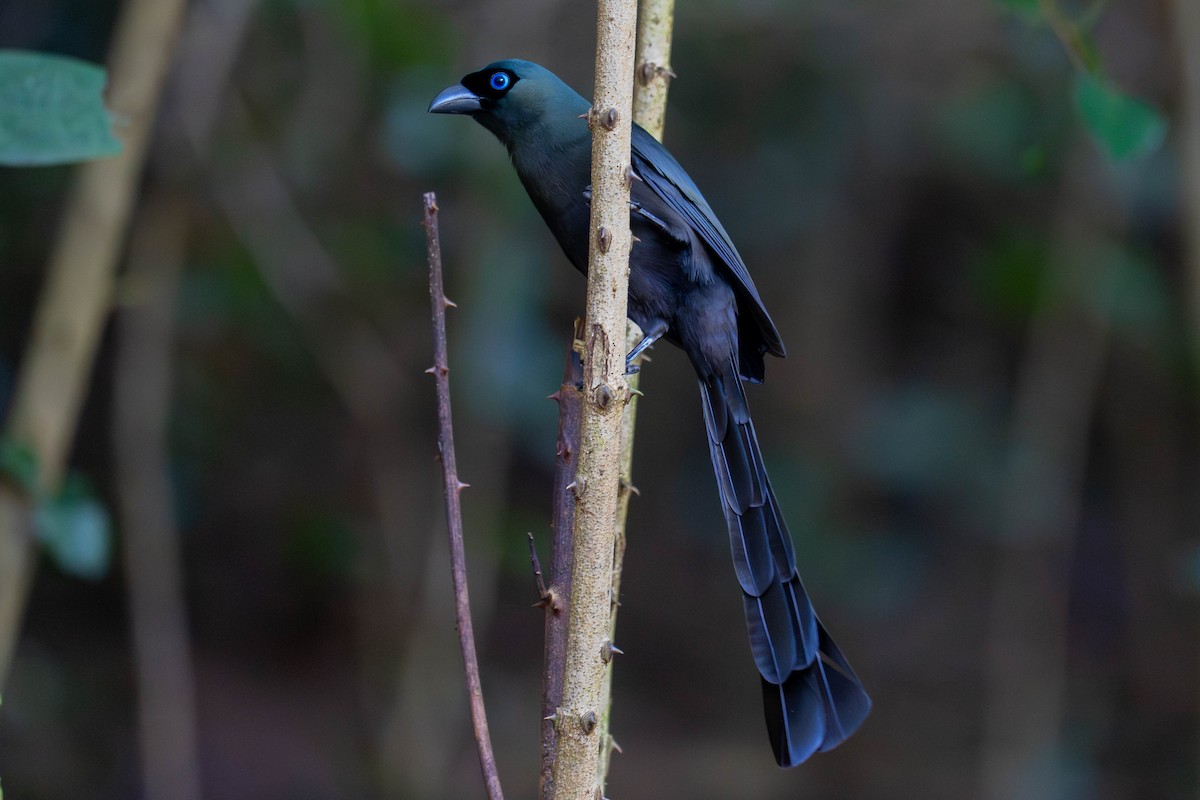 Racket-tailed Treepie - ML646261609
