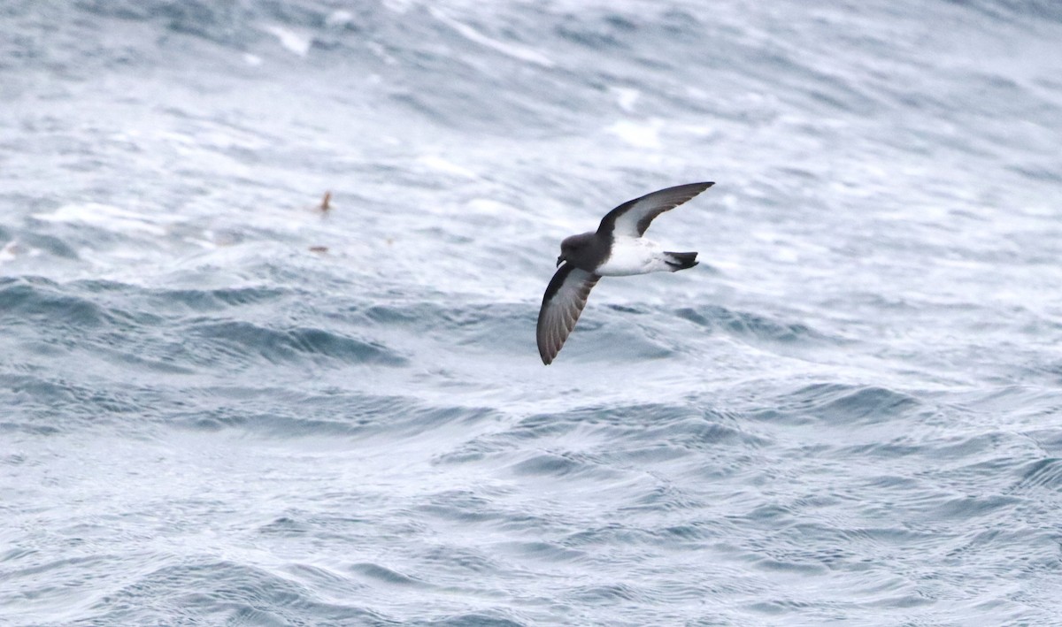 Gray-backed Storm-Petrel - ML646261610
