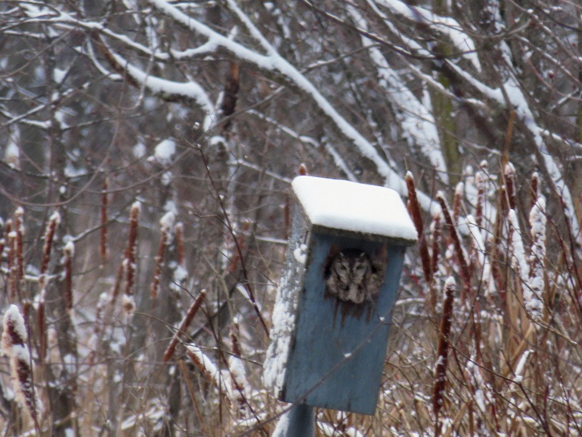 Eastern Screech-Owl - ML646261611