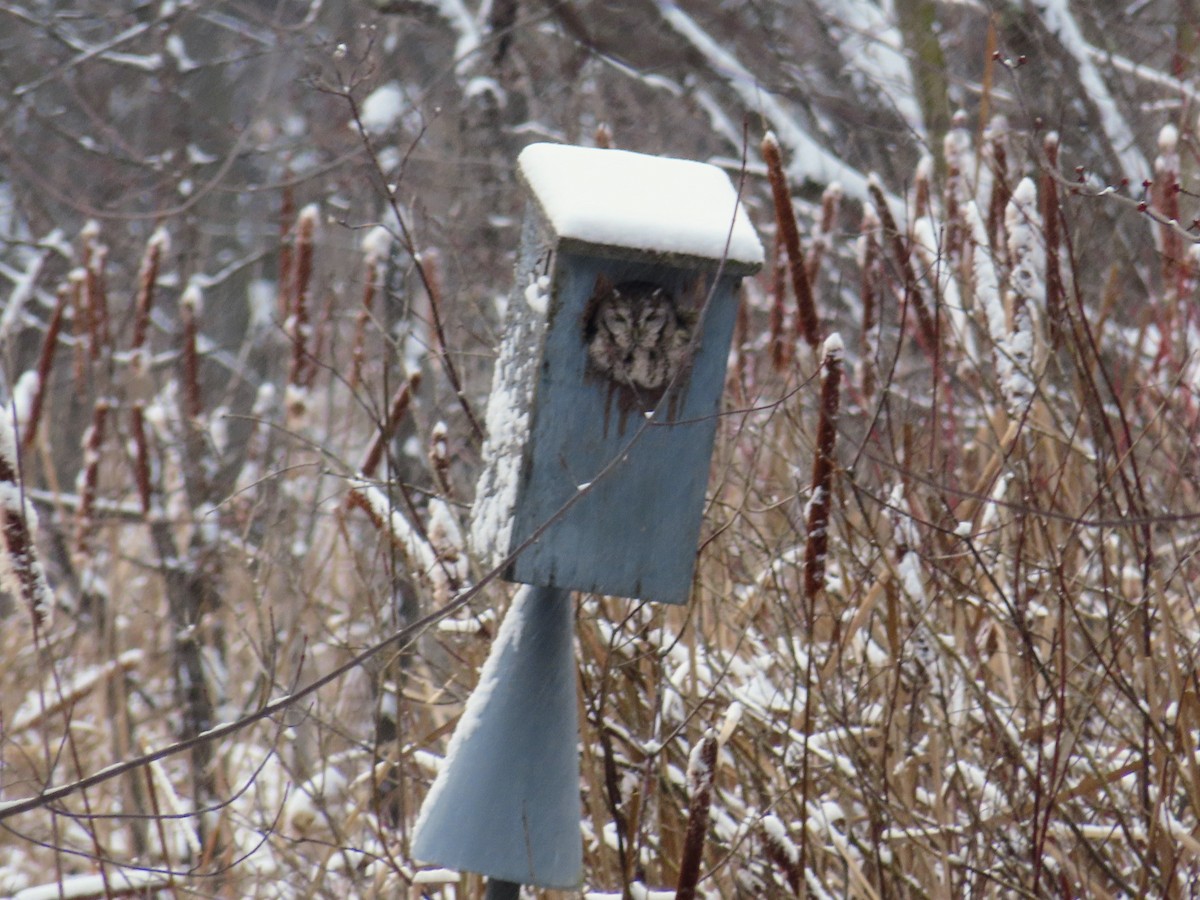 Eastern Screech-Owl - ML646261612