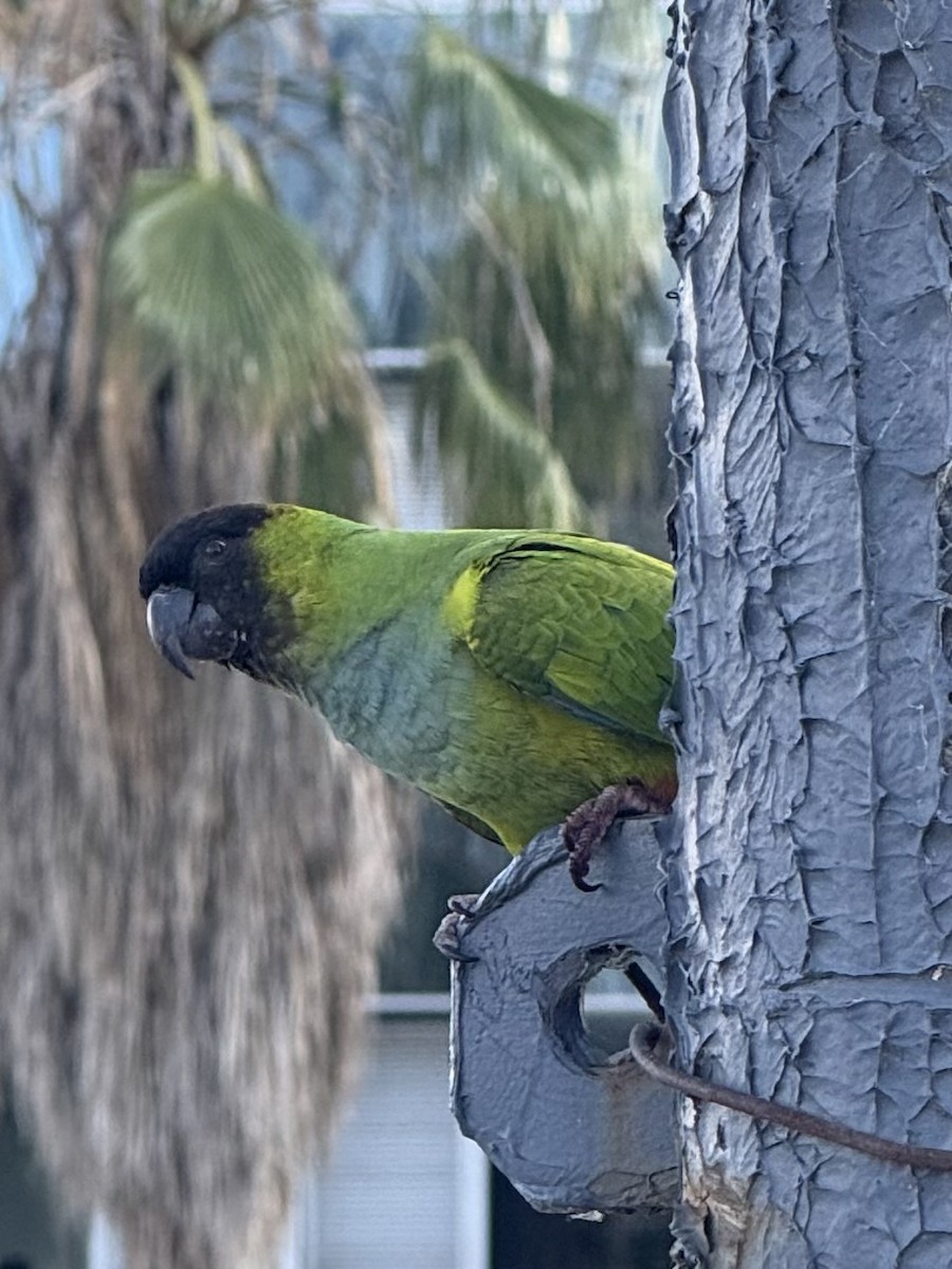 Nanday Parakeet - ML646261614