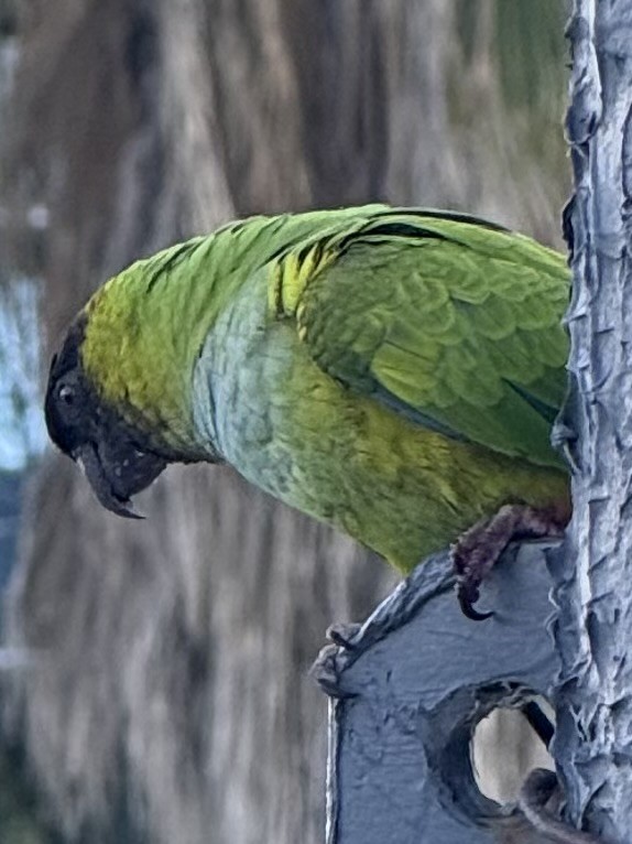 Nanday Parakeet - ML646261615